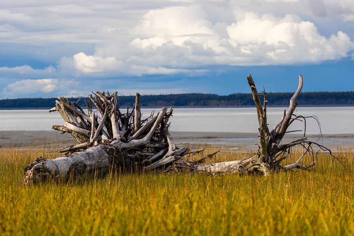 The future road to climate recovery goes through the wild woods