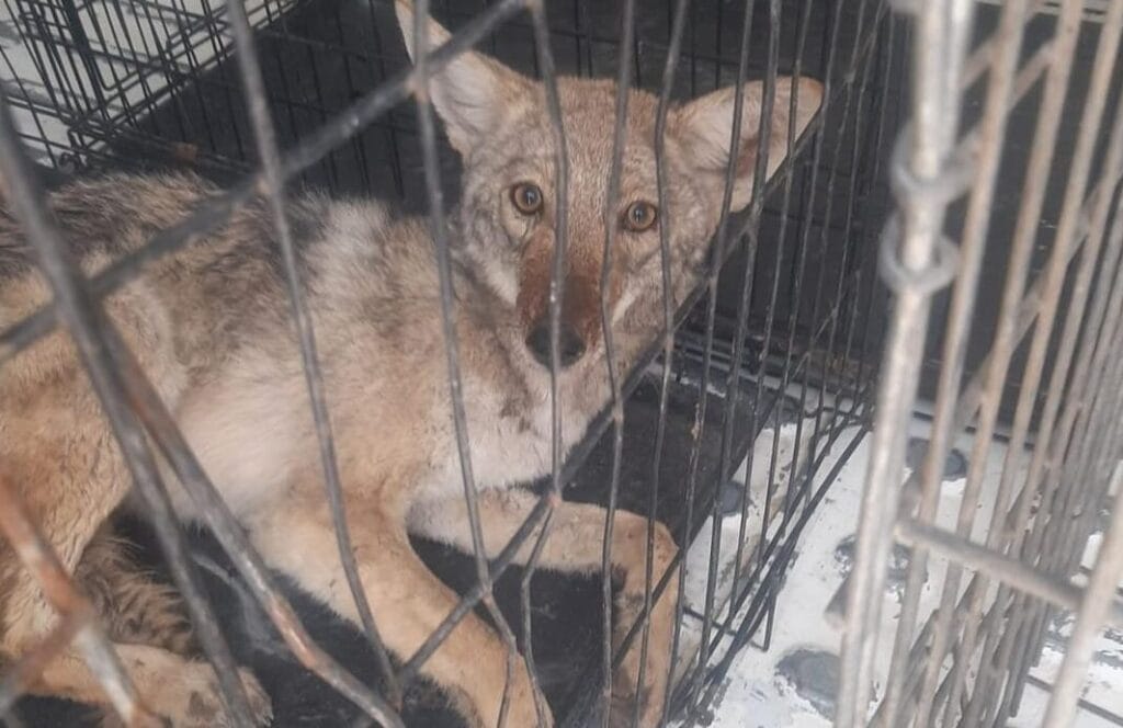 El ejemplar fue encontrado en la zona sur de Ciudad Juárez; autoridades piden reportar avistamientos