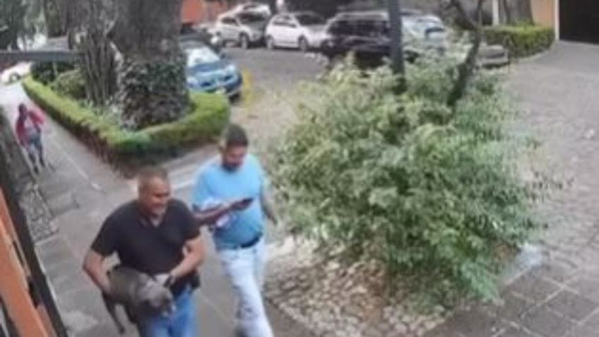 El bulldog francés fue robado a punta de pistola en San Ángel; su dueña denunció el hecho en redes